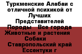 Туркменские Алабаи с отличной психикой от Лучших Представителей Породы - Все города Животные и растения » Собаки   . Ставропольский край,Ессентуки г.